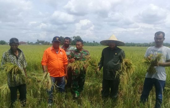 Puluhan Hektar Sawah Petani Dikecamatan Kuala Gagal Panen