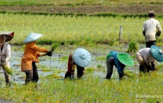 Petani Padi Abdya Resah Pupuk Bersubsidi Hilang Dipasar