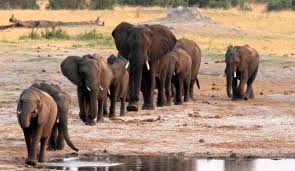 Gajah Liar Usik Pemukiman Warga Lhok Keutapang