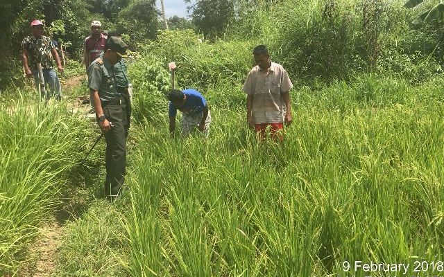 140 Hektar Sawah Desa Macah Terancam Gagal Penen