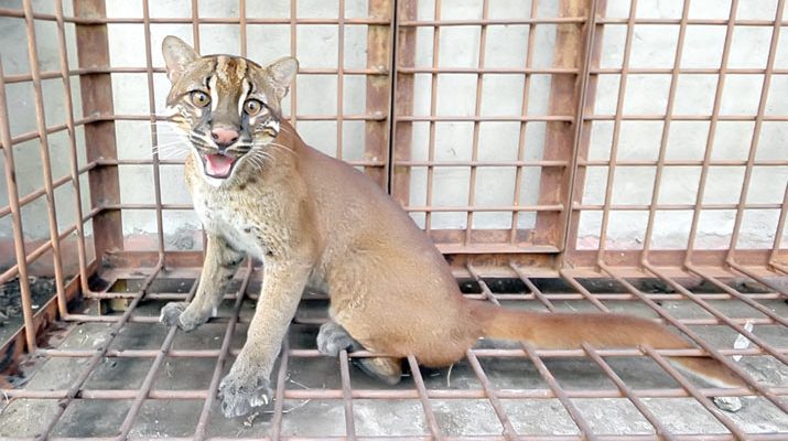 BKSDA  Mencatat Adanya Populasi Kucing Emas Di Aceh