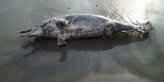 Lumba – lumba Mati Di Pantai Aceh Jaya