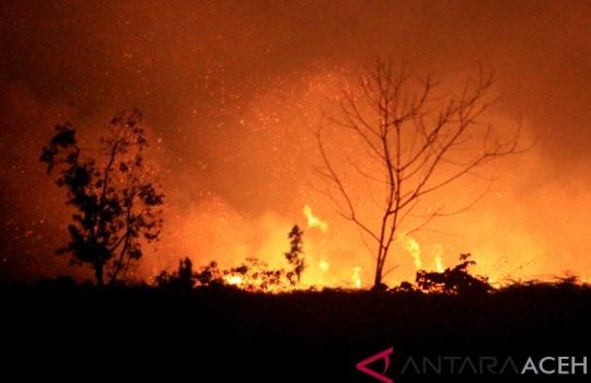 Enam Hektar lahan Gambut Terbakar