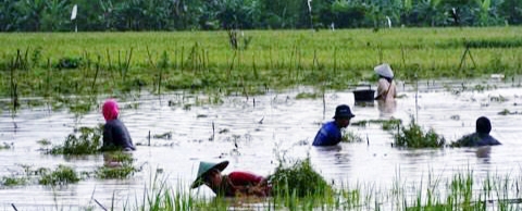 Air Sungai  Meluap, Puluhan Hektar Sawah Petani Kena Banjir