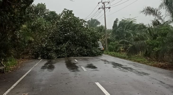 Angin Kencang serta Hujan, Satu Pohon Kayu Tumbang Ke Jalan Nasional