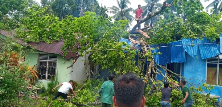 Dua Unit Rumah Tertimpa Pohon, Empat Orang dilarikan Rumah Sakit
