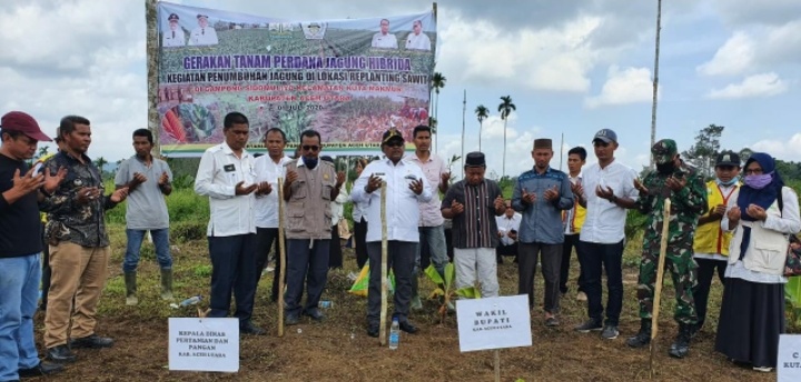 100 Ha Lahan Replanting Sawit Ditanami Jagung Rakyat